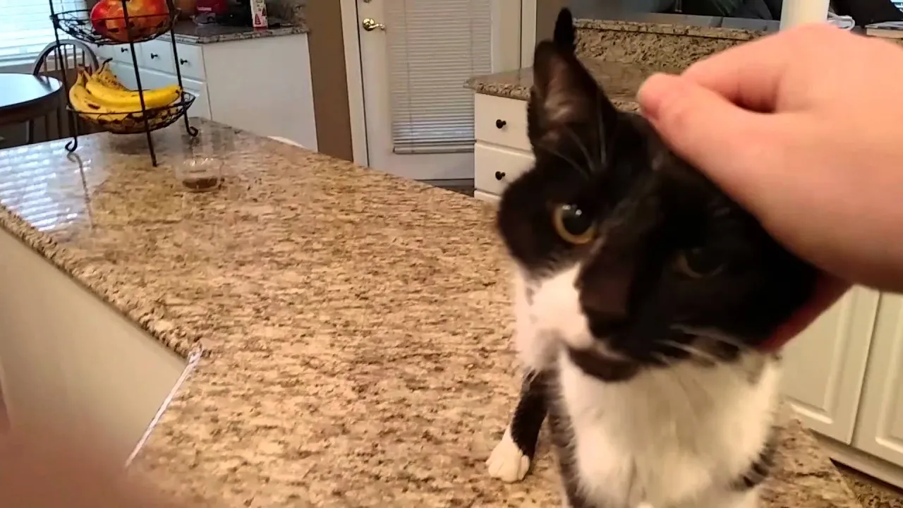 Cash Cat Flava