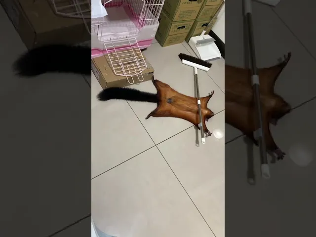 Pan J ' Bobo the Flying Squirrel