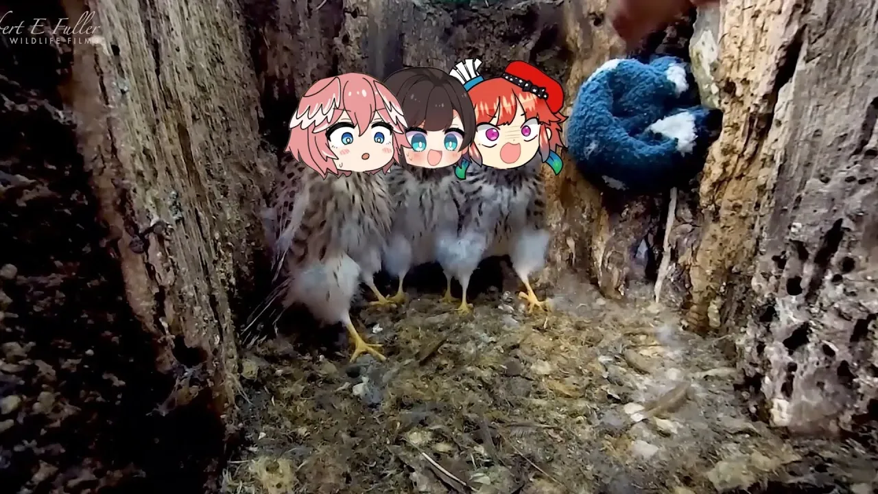 Pok pok