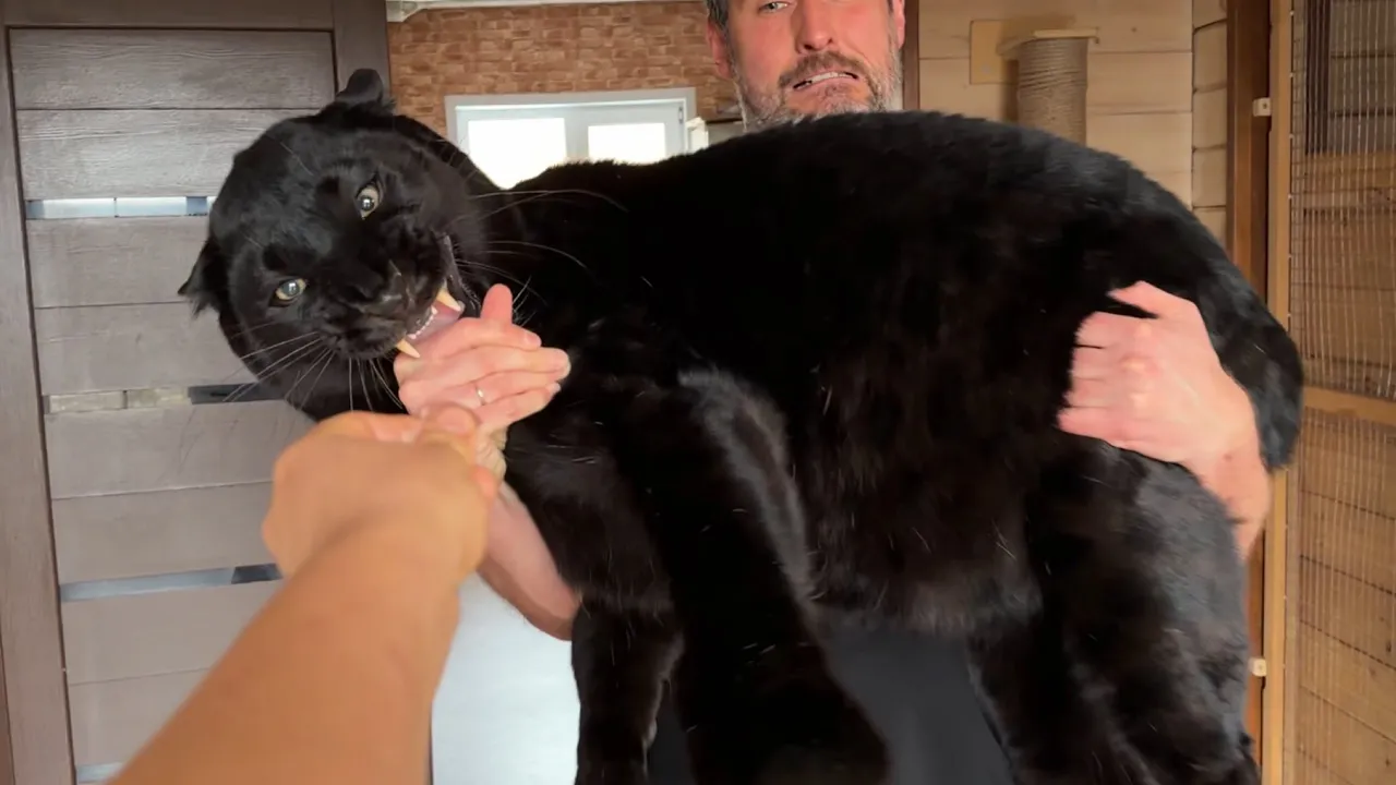 Luna_the_pantera