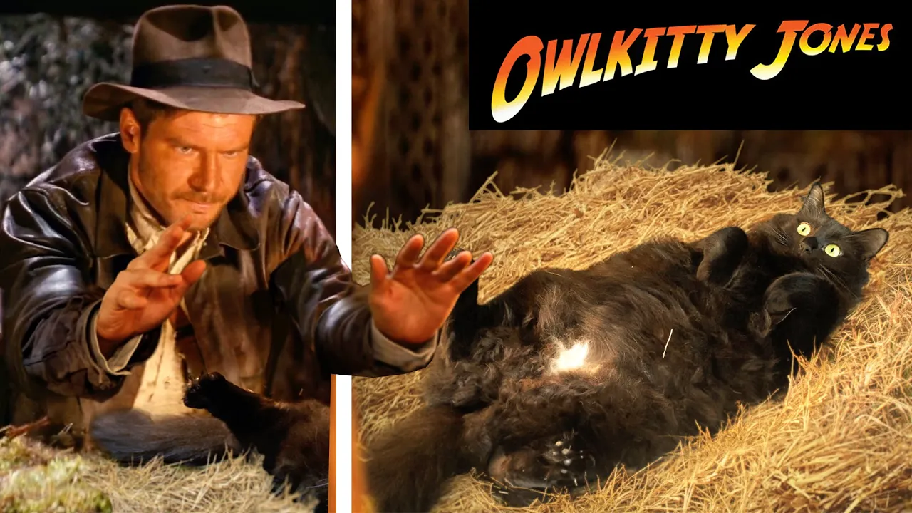 OwlKitty