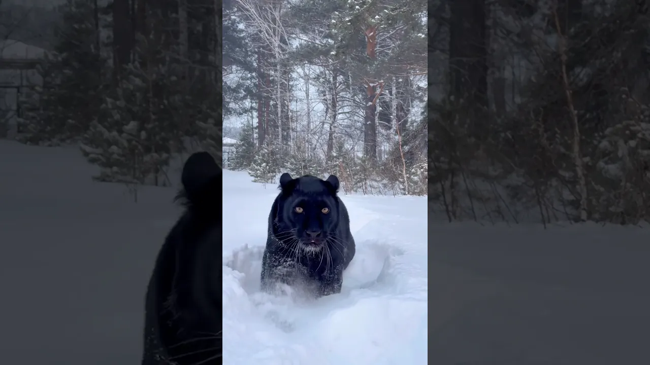 It's hard for a panther in Siberia 😁