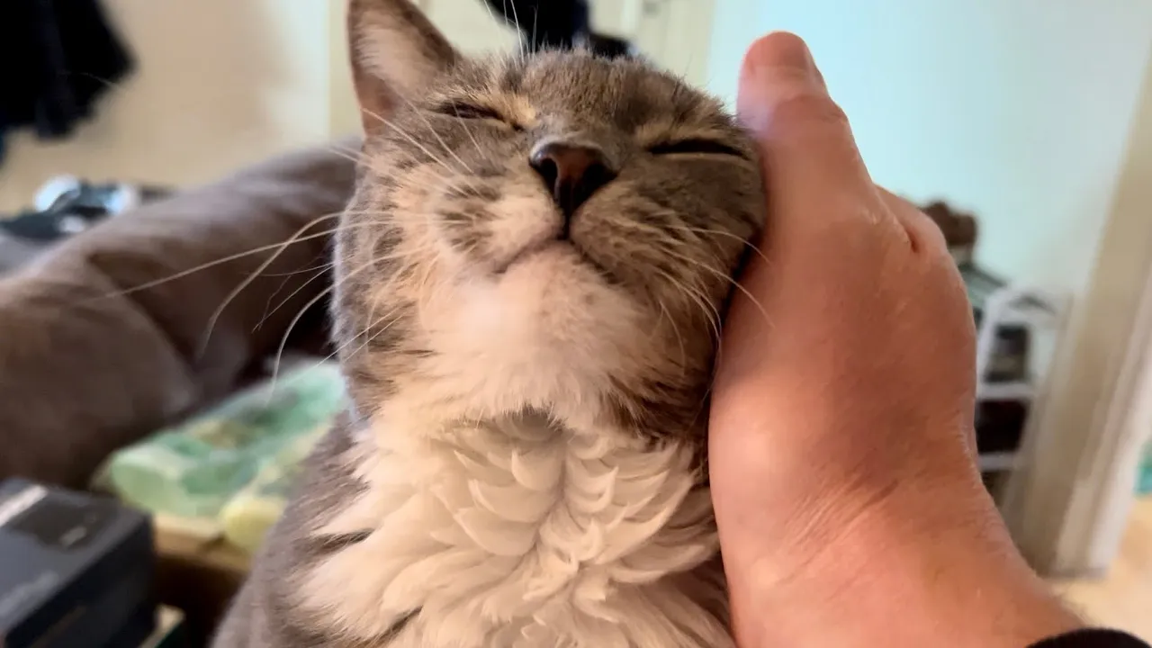 Osa The Cat