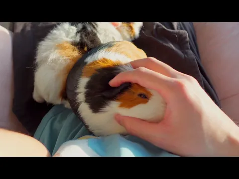 Doudou the Piggy