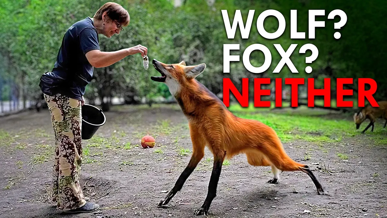 Animalogic